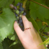 Une bague cépage en or jaune 18k sertie de rubis-corps en cep de vigne