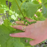Bijou La Vigne-Bague cépage-Diamants, bagues or 18 k diamant blanc