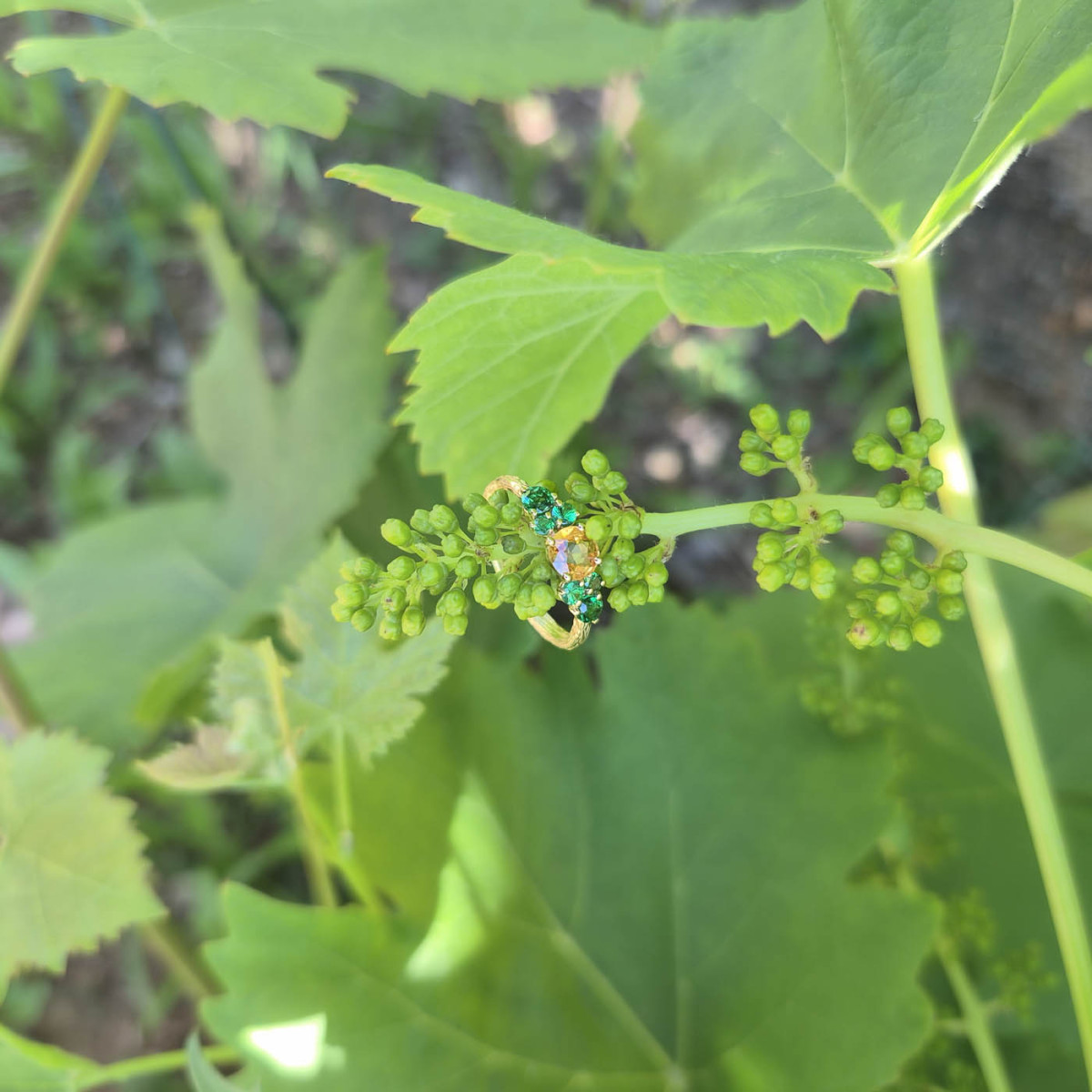 Une bague cépage en or jaune 18k sertie de saphir jaune et de tsavorites symbolisant les grumes